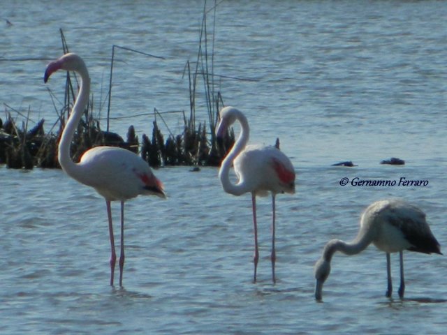 Fenicotteri rosa